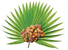 Ekstrakt ploda palme puzavice (Serenoa repens) u Urostalu